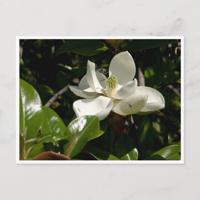 Fresh Magnolia Bloom Postkarte (Vorderseite)