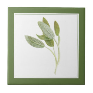 FRESH SAGE 4.25x4.25 Keramik Tile (-text) Grün Fliese