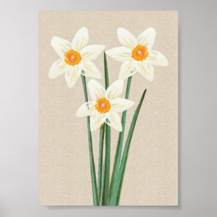 Fresh Spring Daffodin Poster