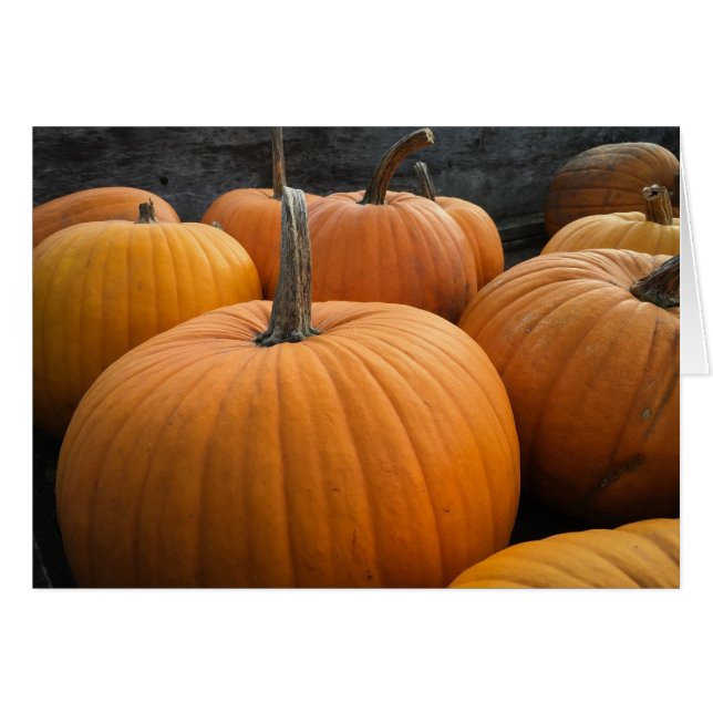 Freshly-Harvested Autumn Orange Pumpkins (Vorderseite (Horizontal))