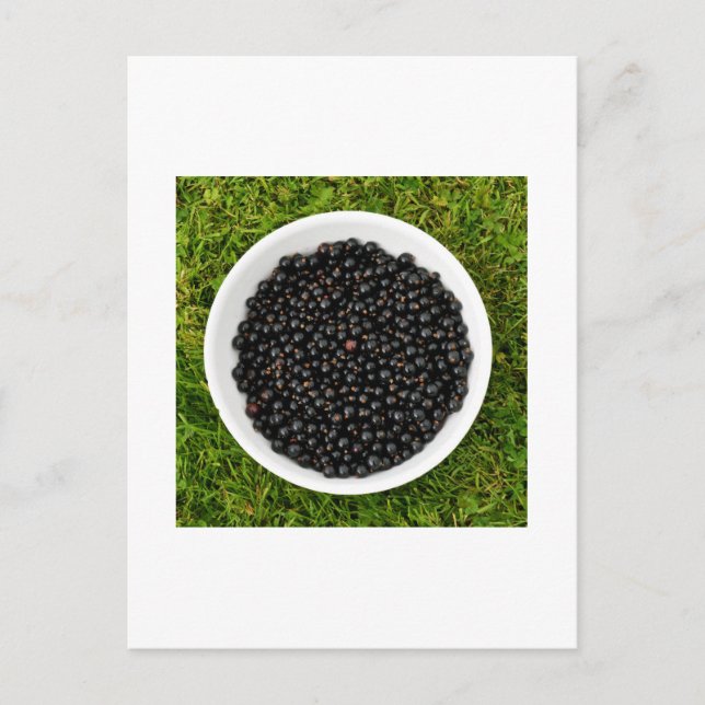 Freshly Picked Blackcurrants Postkarte (Vorderseite)