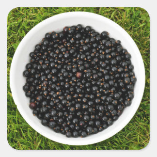 Freshly Picked Blackcurrants Quadratischer Aufkleber