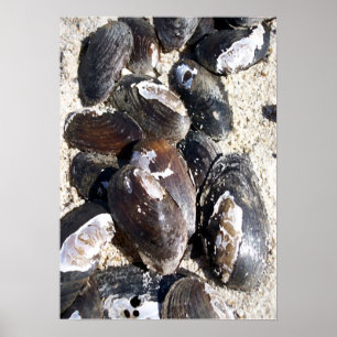 Freshwater Clam Muscheln Poster