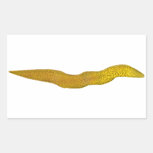 Freshwater Moray Rechteckiger Aufkleber (Vorderseite)