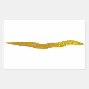 Freshwater Moray Rechteckiger Aufkleber