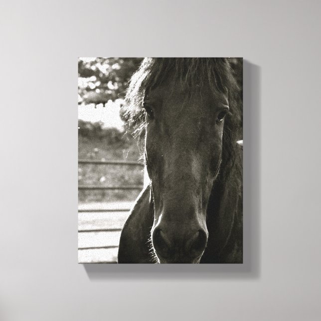 Fresian Horse Foto Canvas Print Leinwanddruck (Vorderseite)