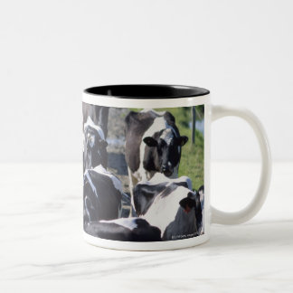 Fresian Milchkühe, das Melken erwartend, Co Laois, Zweifarbige Tasse