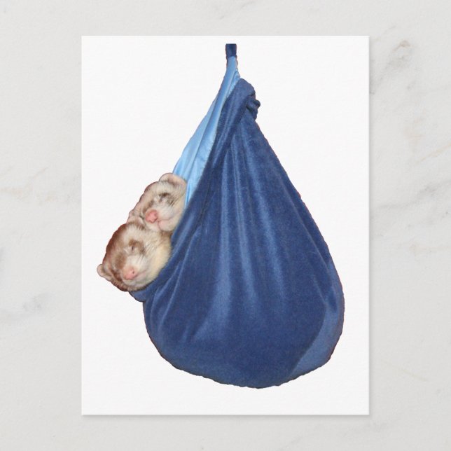 Frettchen in einem Schlafsack Postkarte (Vorderseite)