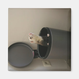 Frettchen in einem trashcan magnet