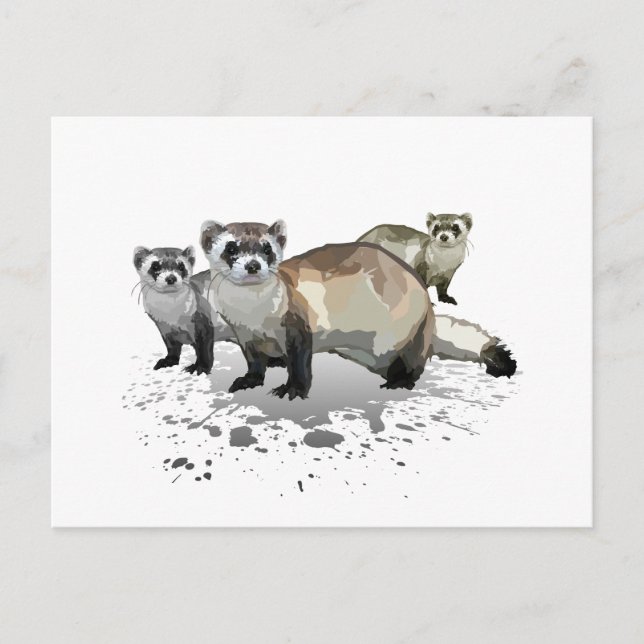 Frettchen Postkarte (Vorderseite)