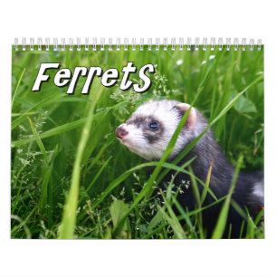 Frettchen-Wandkalender Kalender