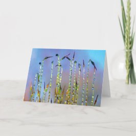 Freude, Ruhe, Geschichten in der Natur tauben fall Karte