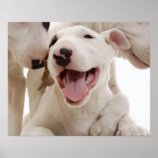 Freudful Bull Terrier Poster (Vorne)