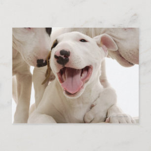 Freudful Bull Terrier Postkarte