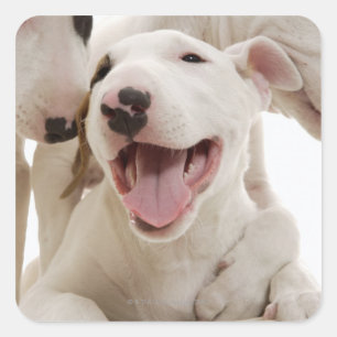 Freudful Bull Terrier Quadratischer Aufkleber