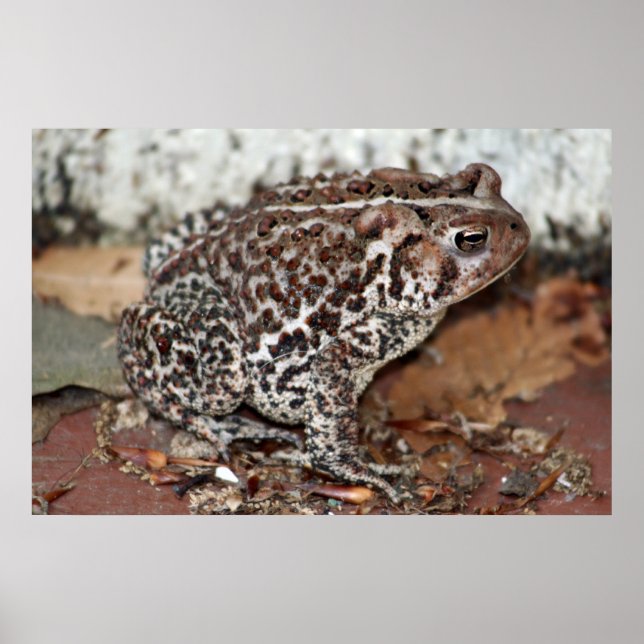 Freund oder Frosch Poster (Vorne)