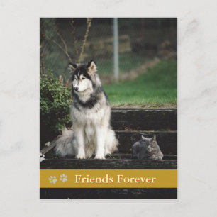 Freunde für immer - Hund & Katze Postkarte