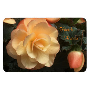 Freunde für immer magnet