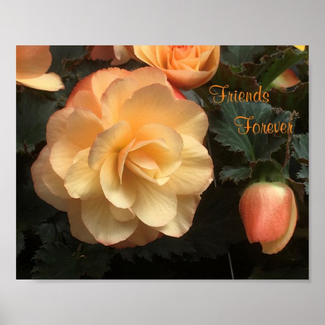 Freunde für immer poster (Vorne)