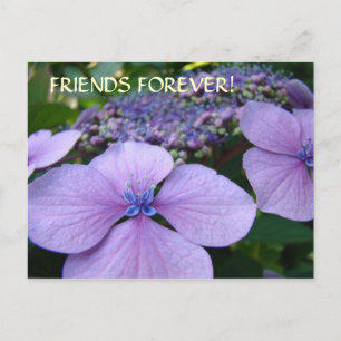 FREUNDE HEUTE! Hydrangea-Blume-Karten Postkarte