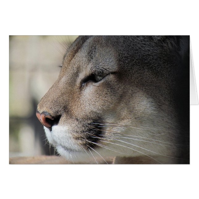 Freunde so toll wie Sie - Cougar Card (Vorderseite (Horizontal))