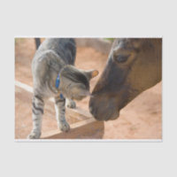 Freunde von Katzen und Pferden