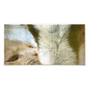 Freunde von Kitty und Goat Fotodruck