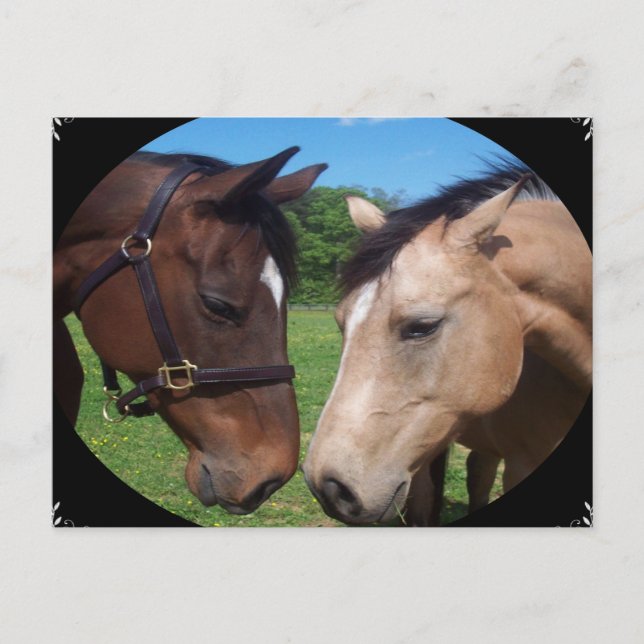 Freunde von Pferden Postkarte (Vorderseite)