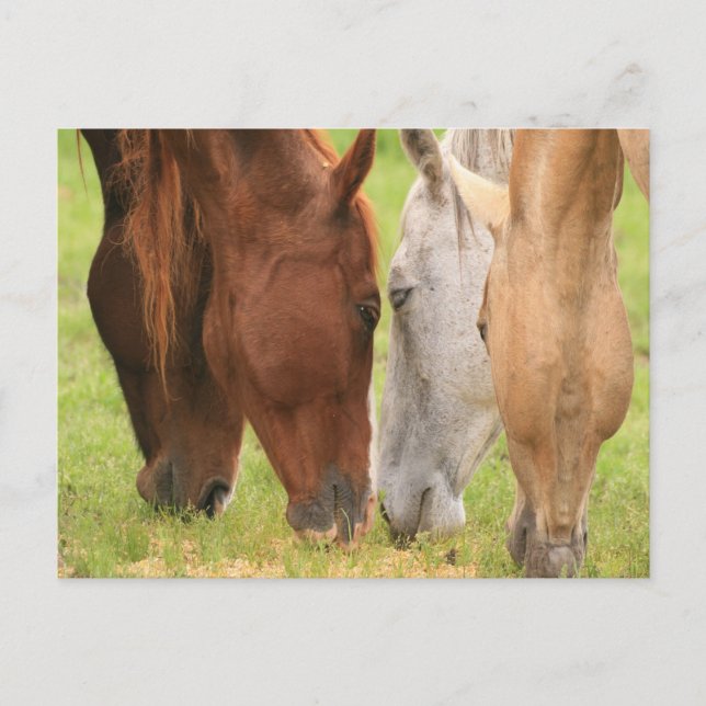 Freunde von Pferden Postkarte (Vorderseite)