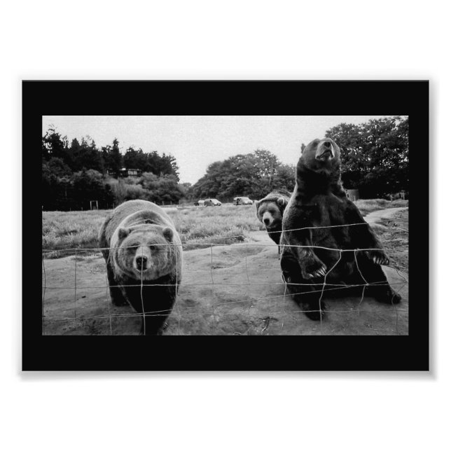 Freundliche Bären Fotodruck (Vorne)