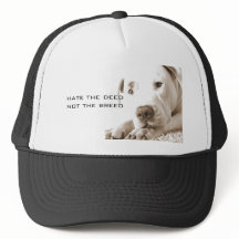 freundliche, weiße Pitbulle Hassdee nicht züchten