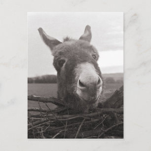 Freundlicher Esel - Vintage-Foto Postkarte