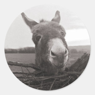 Freundlicher Esel - Vintage-Foto Runder Aufkleber