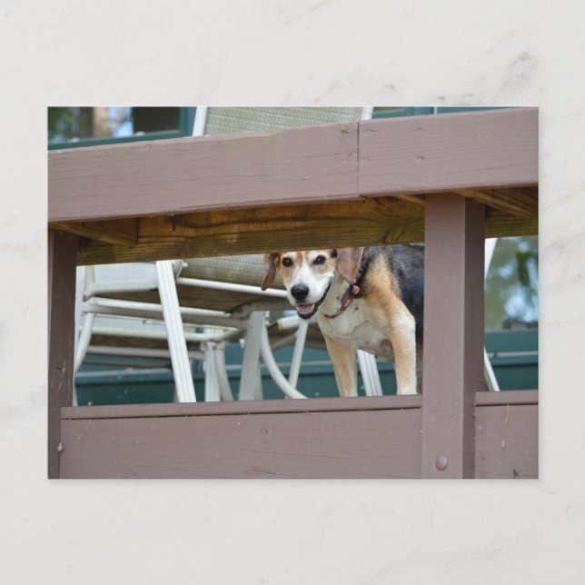 Freundlicher Hundshundbesucher Postkarte (Vorderseite)