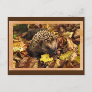 Freundlicher Igel Postkarte