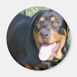 Freundlicher Rottweiler Magnet