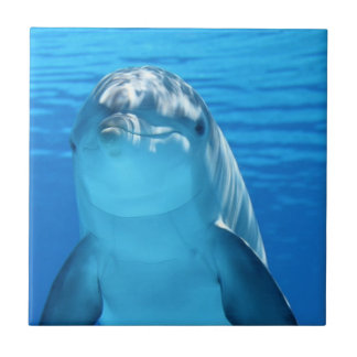 Freundliches Delphin-Foto Fliese