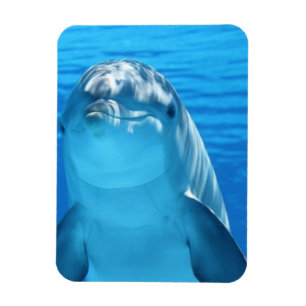 Freundliches Delphin-Foto Magnet