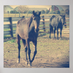 Freundliches Pferd, schüchternes Pferd Poster