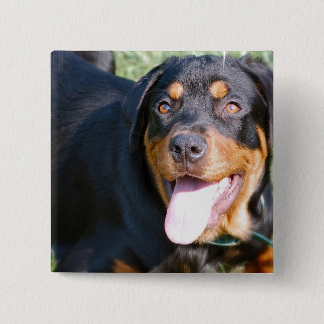 Freundliches Rottweiler Button (Vorderseite)