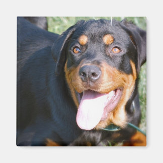 Freundliches Rottweiler Square Magnet