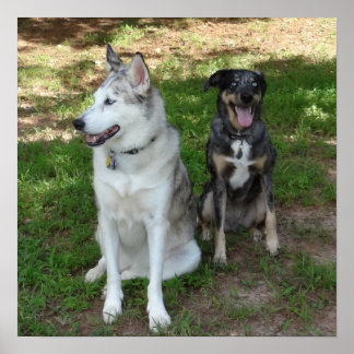 Freundschaft zwischen Katahoula und Ausky Dog Poster