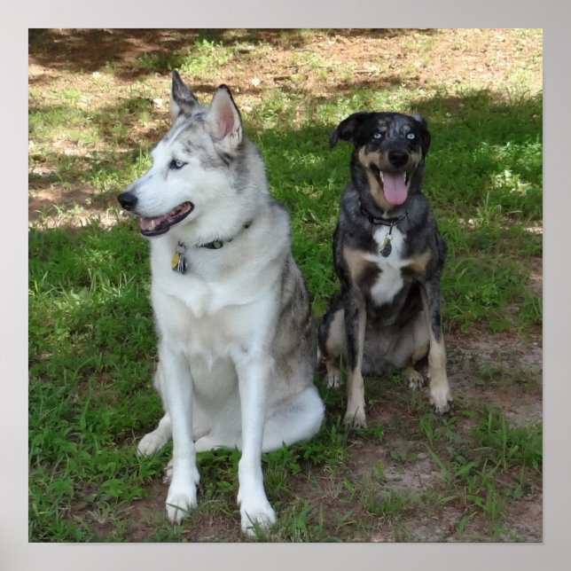 Freundschaft zwischen Katahoula und Ausky Dog Poster (Vorne)