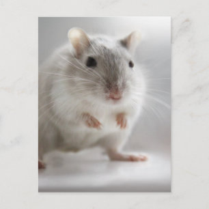 FREUT SIE ZU TREFFEN POSTKARTE