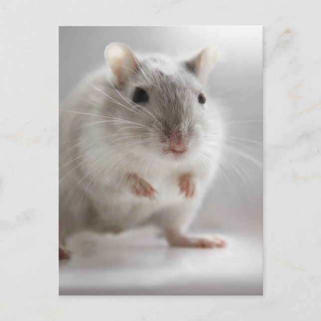 FREUT SIE ZU TREFFEN POSTKARTE (Vorderseite)