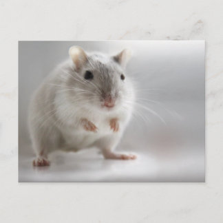 FREUT SIE ZU TREFFEN POSTKARTE