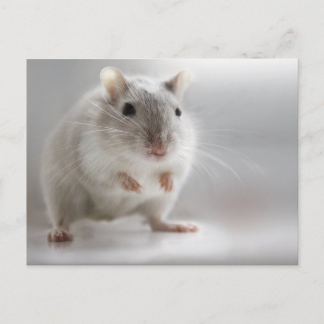 FREUT SIE ZU TREFFEN POSTKARTE (Vorderseite)