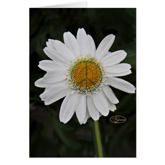 Friedensgänseblümchen (Vorne)