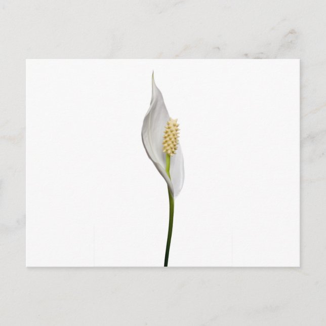 Friedenslehre, Spathiphyllum Postkarte (Vorderseite)