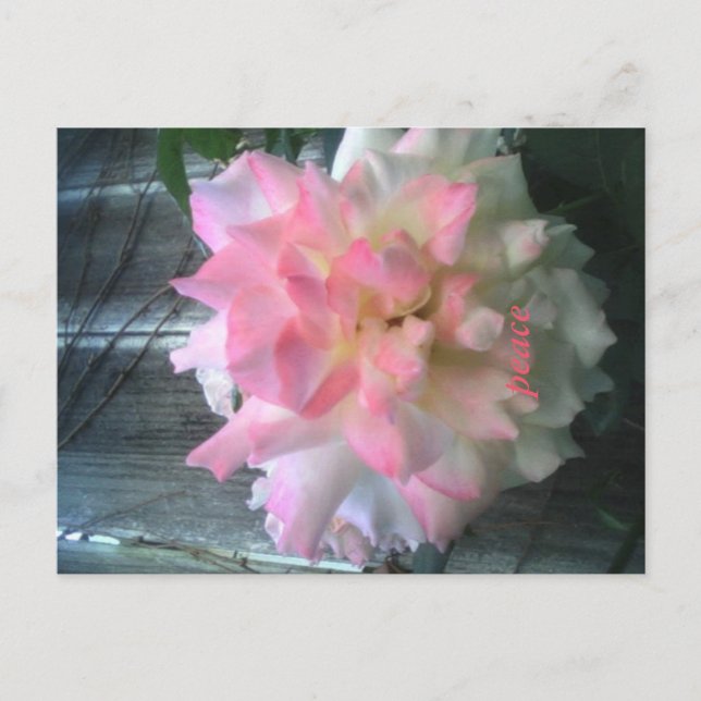 Friedenspostkarte Postkarte (Vorderseite)